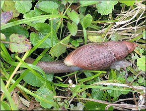 Euglandina rosea (Frussac, 1821) Rosy Wolfsnail In Situ