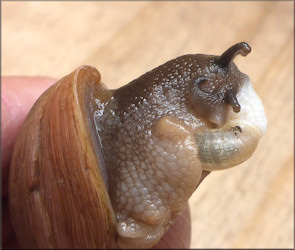 Euglandina rosea (Frussac, 1821) Feeding On Praticolella mexicana K.Perez, 2011