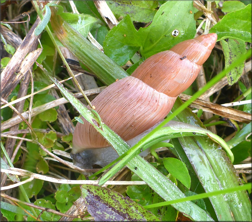 Euglandina rosea (Frussac, 1821) Rosy Wolfsnail In Situ