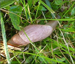 Euglandina rosea (Frussac, 1821) Rosy Wolfsnail In Situ