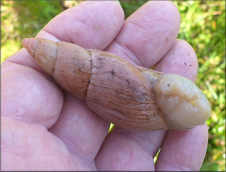 Euglandina rosea (Frussac, 1821) Rosy Wolfsnail In Situ