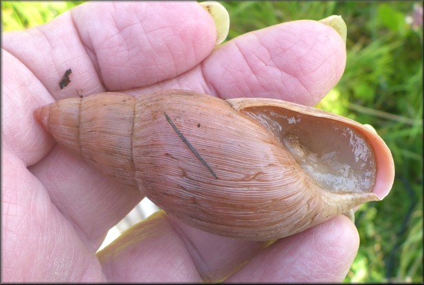 Euglandina rosea (Frussac, 1821) Rosy Wolfsnail In Situ