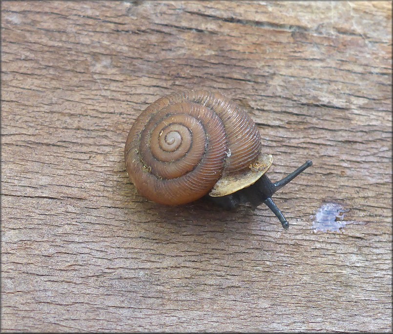 Triodopsis tridentata (Say, 1817) Northern Threetooth