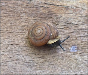 Triodopsis tridentata (Say, 1817) Northern Threetooth