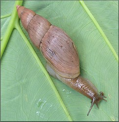 Euglandina rosea (Frussac, 1821) Rosy Wolfsnail - Very Large Specimen