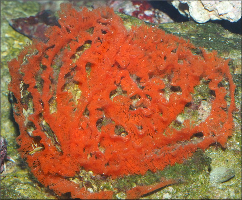 Platydoris angustipes (Mrch, 1863) Eggs