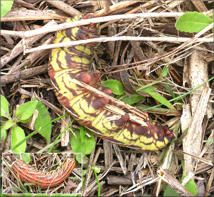 Banded Spinx Moth Caterpillar [Eumorpha fasciatus]