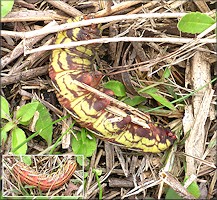 Banded Spinx Moth Caterpillar [Eumorpha fasciatus]