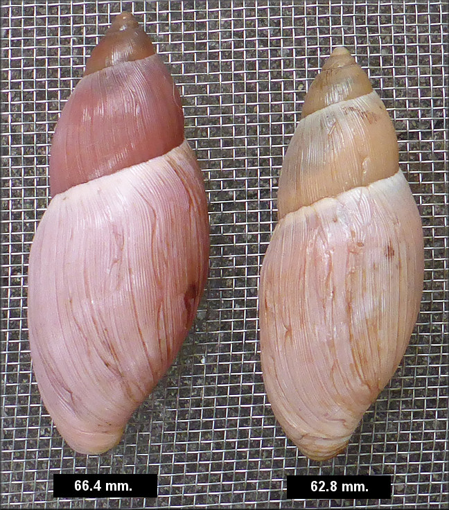 Euglandina rosea (Frussac, 1821) Rosy Wolfsnail - Large Specimen