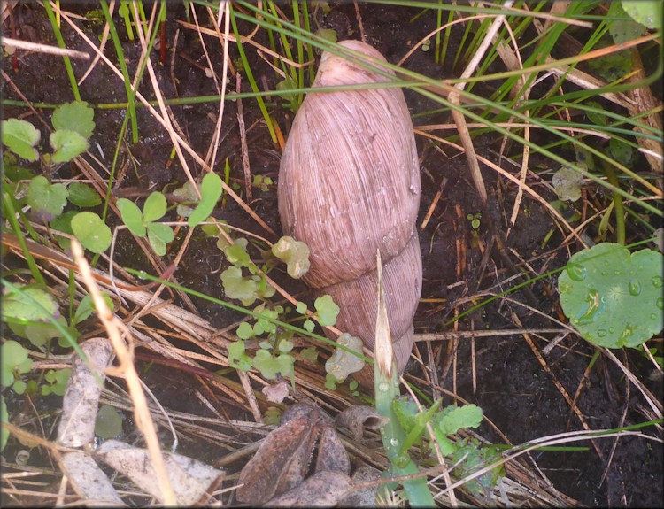 Euglandina rosea (Frussac, 1821) Rosy Wolfsnail - Large Specimen