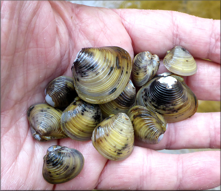 Corbicula fluminea (Mller, 1774) Asian Clam