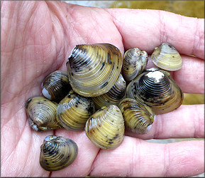 Corbicula fluminea (Mller, 1774) Asian Clam