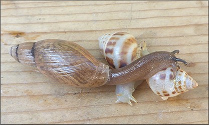 Euglandina rosea (Frussac, 1821) Predation On Drymaeus dormani (W. G. Binney, 1857)