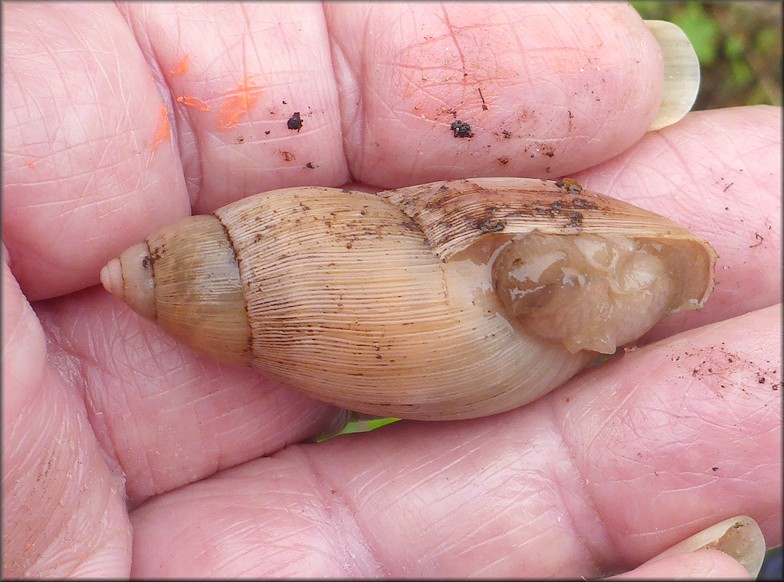 Euglandina rosea (Frussac, 1821) Rosy Wolfsnail In Situ