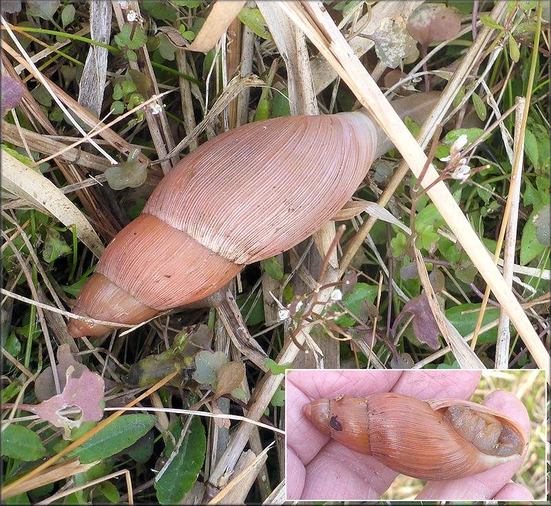 Euglandina rosea (Férussac, 1821) Rosy Wolfsnail In Situ