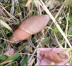 Euglandina rosea (Frussac, 1821) Rosy Wolfsnail In Situ