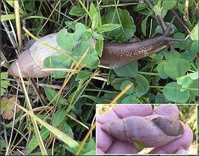 Euglandina rosea (Frussac, 1821) Rosy Wolfsnail In Situ