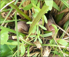 Euglandina rosea (Férussac, 1821) Rosy Wolfsnail In Situ