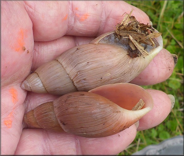 Euglandina rosea (Frussac, 1821) Rosy Wolfsnail In Situ