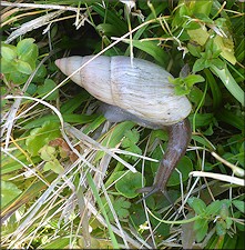 Euglandina rosea (Frussac, 1821) Rosy Wolfsnail In Situ