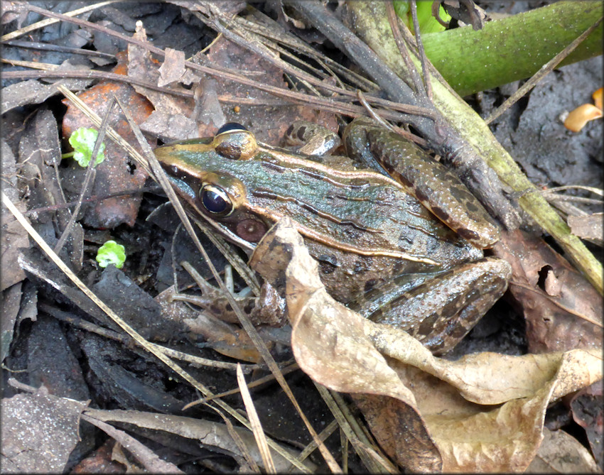 Southern Leopard Frog [Rana sphenocephala utricularia]