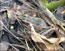 Southern Leopard Frog [Rana sphenocephala utricularia]