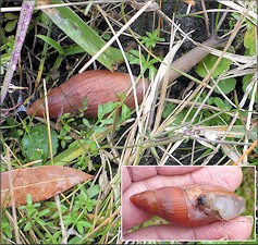 Euglandina rosea (Frussac, 1821) Rosy Wolfsnail In Situ