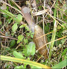 Euglandina rosea (Frussac, 1821) Rosy Wolfsnail In Situ