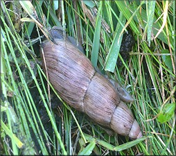 Euglandina rosea (Férussac, 1821) Rosy Wolfsnail - Large Specimen