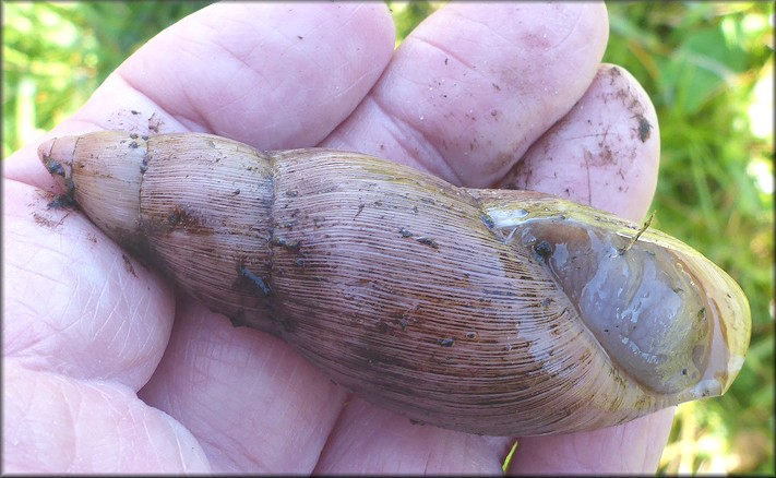 Euglandina rosea (Frussac, 1821) Rosy Wolfsnail - Large Specimen