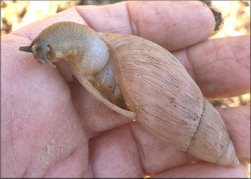 Euglandina rosea (Frussac, 1821) Rosy Wolfsnail - Large Specimen
