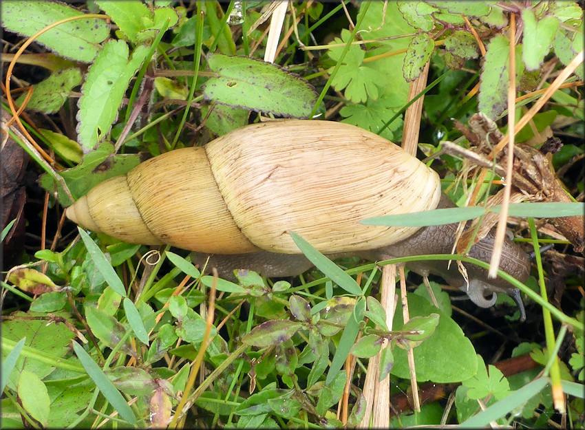 Euglandina rosea (Frussac, 1821) Rosy Wolfsnail In Situ