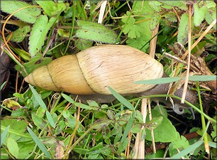 Euglandina rosea (Férussac, 1821) Rosy Wolfsnail In Situ