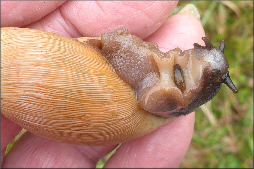 Euglandina rosea (Frussac, 1821) Rosy Wolfsnail In Situ