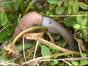 Euglandina rosea (Frussac, 1821) Rosy Wolfsnail In Situ