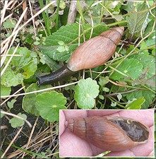 Euglandina rosea (Frussac, 1821) Rosy Wolfsnail In Situ