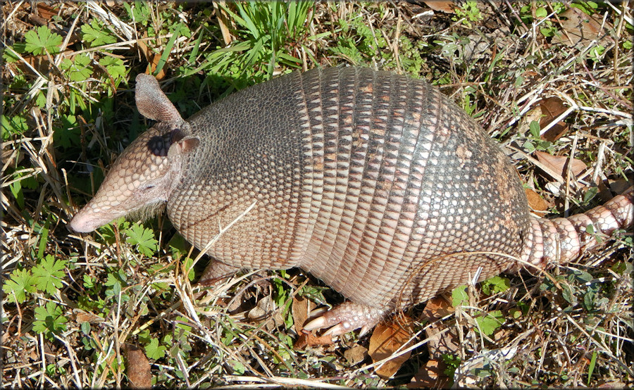 Nine-banded Armadillo [Dasypus novemcinctus] Juvenile