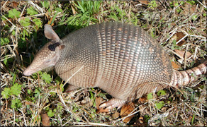 Nine-banded Armadillo [Dasypus novemcinctus] Juvenile