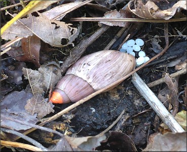 Euglandina rosea (Frussac, 1821) Depositing Eggs In The Field