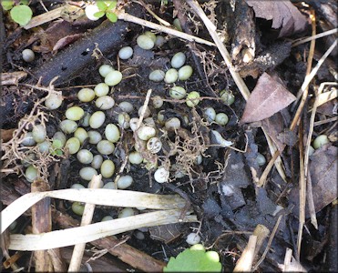 Euglandina rosea (Frussac, 1821) Eggs In Situ In The Field