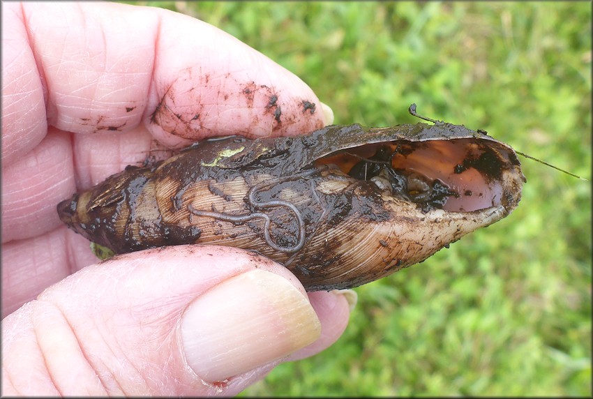 Euglandina rosea (Frussac, 1821) Rosy Wolfsnail Cannibalism