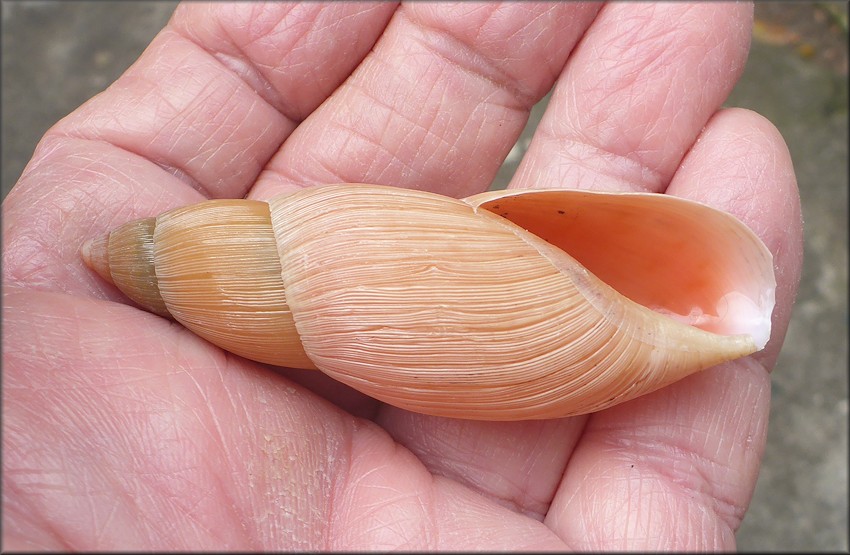 Euglandina rosea (Frussac, 1821) Rosy Wolfsnail Cannibalism