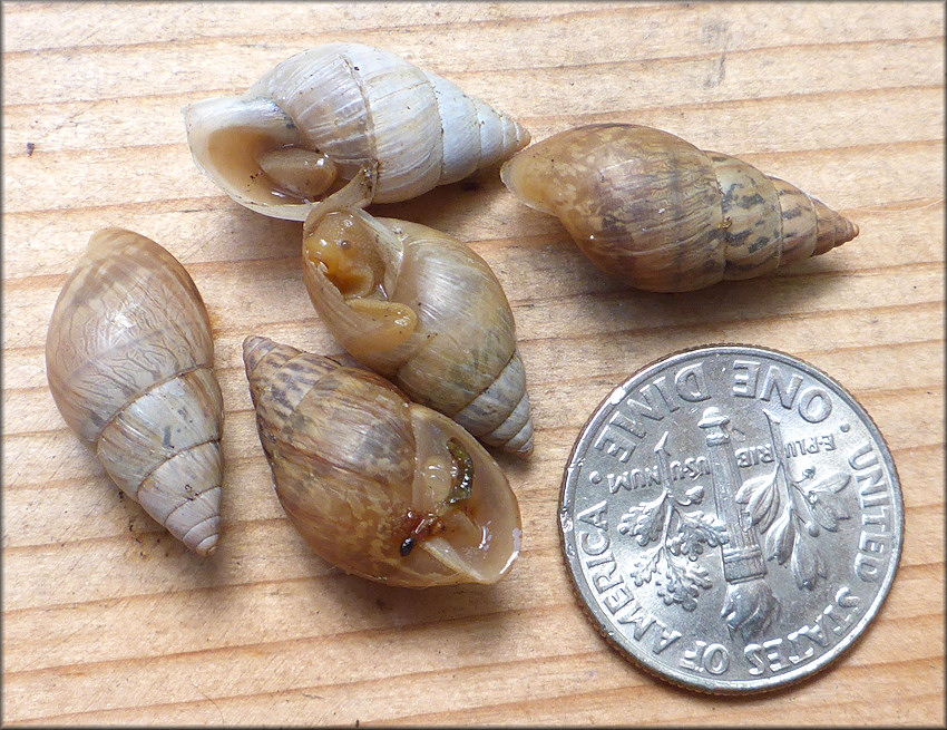 Bulimulus sporadicus From Building At The Intersection Of Cortez Road And Beach Boulevard