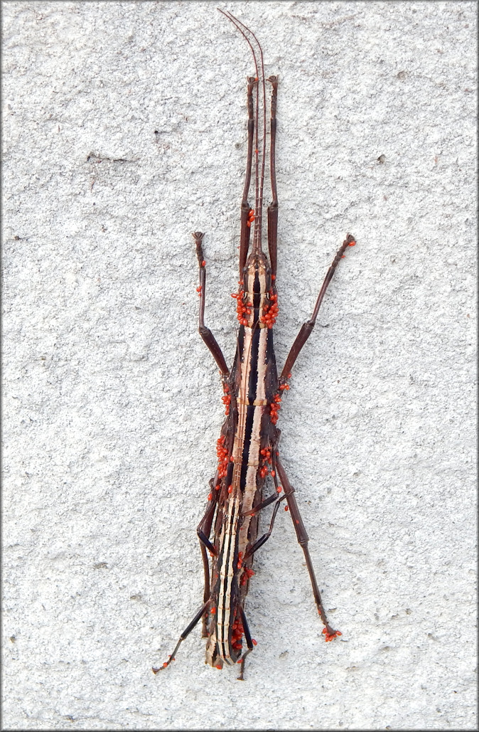 Two-striped Walkingstick [Anisomorpha buprestoides] Female With Parasites