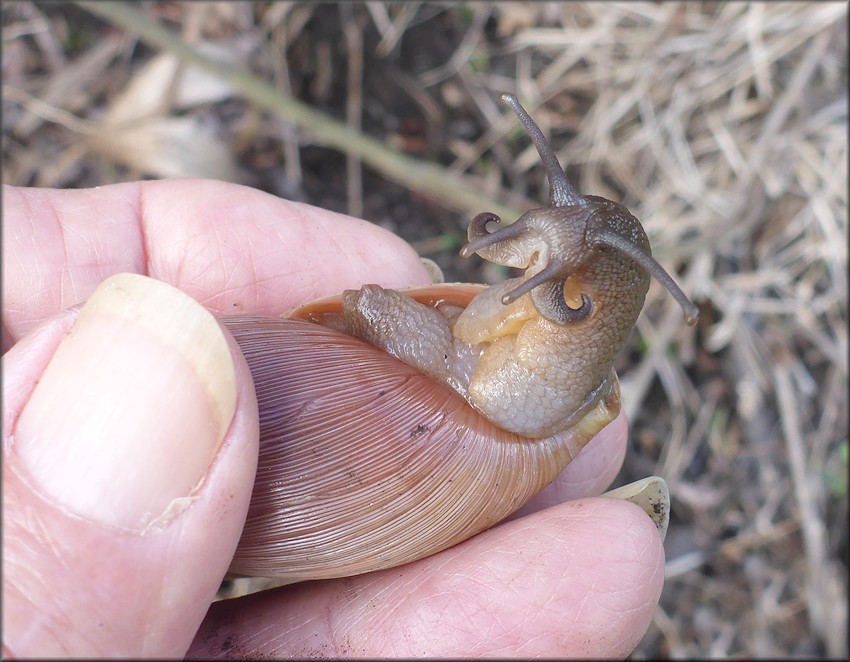 Euglandina rosea (Frussac, 1821) Rosy Wolfsnail