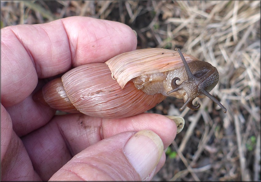 Euglandina rosea (Frussac, 1821) Rosy Wolfsnail