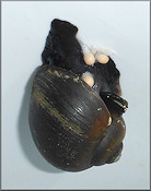 Pomacea paludosa (Say, 1829) Florida Applesnail Depositing Eggs