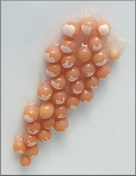 Pomacea paludosa (Say, 1829) Florida Applesnai Eggs