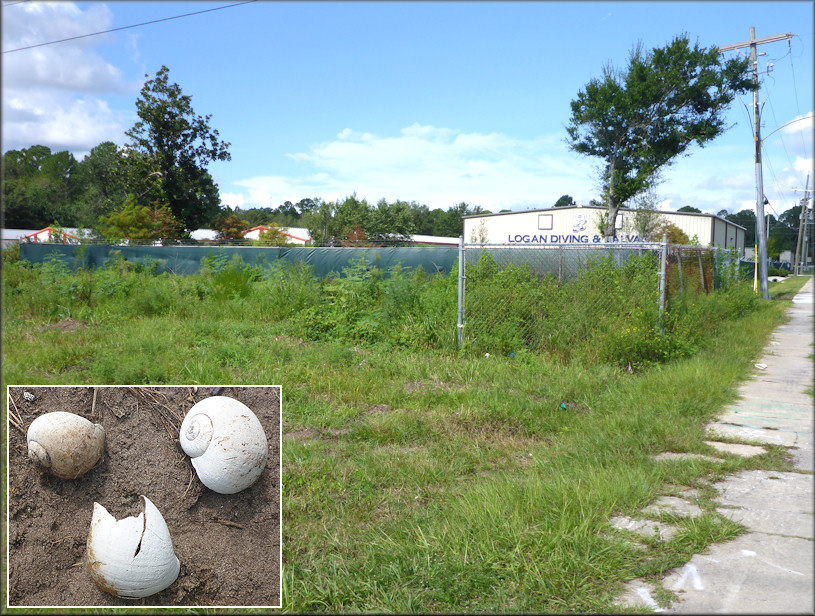 Drainage Ditch On Saints Road In The Sandalwood Area Of  Jacksonville, Duval Co., Florida