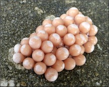 Pomacea paludosa (Say, 1829) Florida Applesnail Eggs